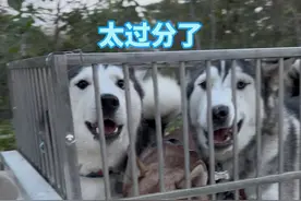 把哈士奇关进三轮车狗笼里，再把它们的零食都喂给其他路边小狗，哈士奇快气哭了#妮可的狗子#抖音商城双11好物节 #抖音双十一超值超好囤视频封面