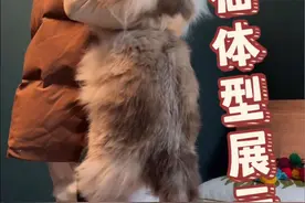 通过几个参照物感受一下大型传统系布偶猫的尺寸 #万物可爱计划 #宅家治愈记 #橘猫 #加菲猫 #布偶猫