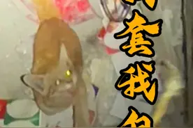 小猫听懂人话，十多米深井！自己把自己救了！ 本来十多米的井不好操作，没想到猫猫自己抓住绳套钻了进去，太有灵性了！#有灵性的猫猫 #猫咪消防员 #成都猫咪救援#我和流浪猫的故事 #人机小猫 @DOU+小助手 @抖音短视频 @宇文化缘视频封面