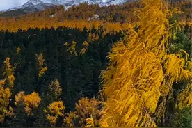 如果你们来不了川西，我就把深秋川西的美景拍给你们看，走进大美黑水县#深秋时节的诗情画意 #宛如世界尽头的纯净之地 #人生处处是风景视频封面