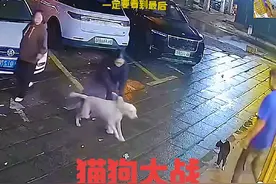 嚣张狗狗街头欺负猫咪，不料碰到狠茬子直接被教做狗！视频封面