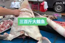 三百斤大鳇鱼像猪肉一样卖，鱼筋就三斤多，这玩应儿可遇不可求！ #寻找中国最美城市 #大自然对中国城市的偏爱 #品到了中国城市的文化细糠 #烟火气是中国城市的舒适区 #记录真实生活
