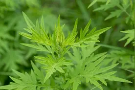 你家有晒干的艾草吗？我也才知道，原来放家里还有5个很棒的用途图片