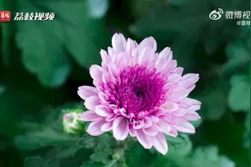 原来菊花也可以雍容华贵！延时记录紫色菊花华丽绽放图片
