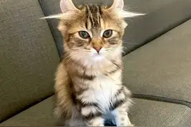 你的猫长了聪明毛还是犟种毛，看猫的耳朵，毛毛越长越聪明、越犟图片