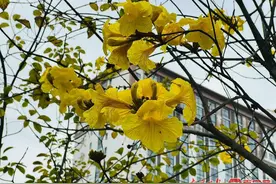 今年黄花风铃木为何“羞答答”？图片