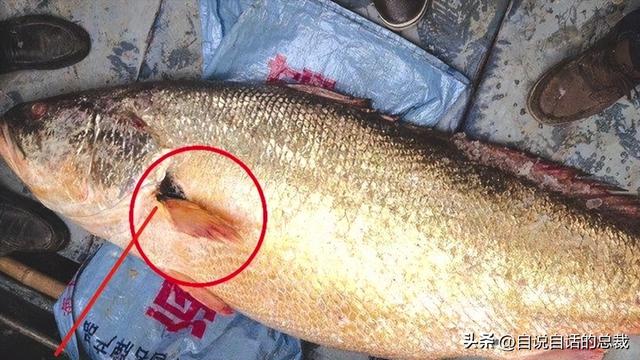 笔架鱼肚 花胶 区别 2026年笔架鱼肚怎么做好吃
