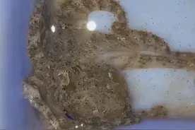 毒性是眼镜蛇50倍！一只能杀死26人，蓝环章鱼为何多次端上餐桌？图片