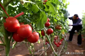 土壤板结、重茬问题如何解决？最核心的，也是最有效的方法就是它图片
