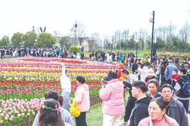 江苏盐城大丰：清明小长假荷兰花海景区人气旺图片