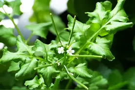 花木春秋178：三种碎米荠图片