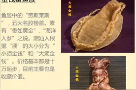 一起来认识鱼胶，上篇：五大名胶图片
