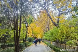 秋色正浓！太原大街小巷成了顶级“调色板”图片
