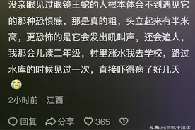 原来这种草堆是眼镜王蛇的老巢!遇上一定要赶紧跑,网友:它猛追人图片