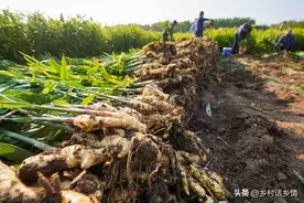 生姜和芋头什么时间种植好？种植方法有哪些？如何让其产量高？图片