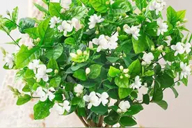 茉莉花夏天容易“饿”，喂上3种肥，花苞嗖嗖冒，花香浓郁飘满屋图片