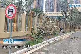 4米多高的玉兰花树，倒在人行道上！物业：风太大图片