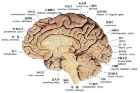 人脑具有复杂的结构和功能图片