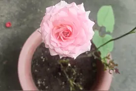 我用一年的时间，把满是疙瘩的肚子按软了图片