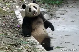 熊猫界的挖煤熊猫人才辈出，太脏了，建议丢了吧图片
