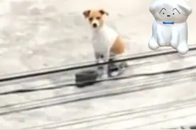 丢失三个月的狗狗 在河对岸遇见主人 都惊呆了图片