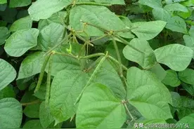 植物科普：草本植物——绿豆图片