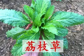 荔枝草也叫蟾蜍草，雪见草，过冬青，叶子皱巴巴的，煮水作用厉害图片