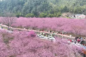 云山溪水樱红茶绿！云溪第三届樱花节盛大开幕图片
