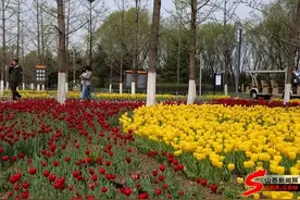 “郁”见晋阳湖 花开动并州图片