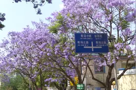 “花吃瘾”犯了，话说，蓝花楹能吃吗？图片