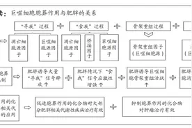 巨噬细胞的胞葬作用：肥胖相关代谢性疾病治疗的新靶向图片