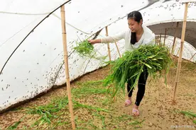 只要有空地就可以养殖，投入小利润高，需求量大不愁销路！图片