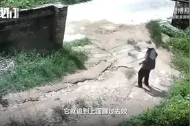 太惊险！广东一85岁老人被蛇追咬，用手杖将其击退！家属：疑似眼镜蛇图片