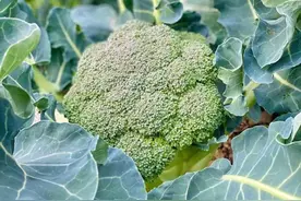 这6种蔬菜全靠农药喂，蔬菜供应商称之为毒，卖菜摊主自己都不买图片