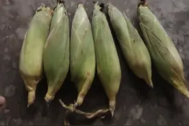 新鲜玉米别在直接就打窝了，教你一招，鱼获直接翻倍。图片