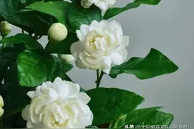 养茉莉，天热注意“2点”，飞速生长狂开花，叶绿花多花又香图片