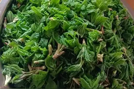 东北地区的几种神菜，你真不一定都吃过图片