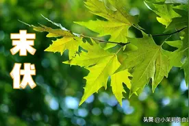 “末伏吃4酸，秋冬病不沾”，哪4酸？今日末伏记得吃，润肺又护肝图片