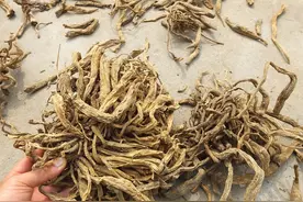 人称“肺大宝”，这味中药温肺又润肺，老一辈的人都在挖着吃！图片