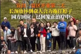 湖北宜昌一动物园开业第1天长颈鹿摔倒后死亡？动物园最新回应：正在积极治疗中图片
