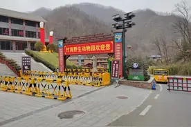 《动物总动员》《石榴》《葡萄》《坐爆气球》图片