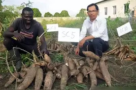 150克就能致命，在非洲却是8亿人的粮食，在我国竟能卖到脱销图片