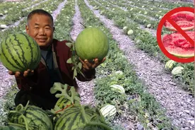 从创收25亿到被局部禁种！宁夏“瓜王”的硒砂瓜，为何跌落神坛？图片