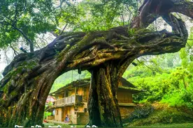 探秘莆田千年绿宝！2700+古树王国藏不住了图片