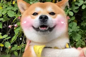 柴犬好养吗？这7个优点和4个缺点，看完你就懂了图片