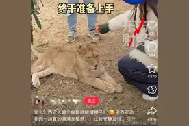 动物园回应268元撸10分钟狮子：包含饮品，还可摸其它小动物图片