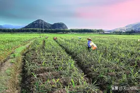 生姜种植时间和方法图片