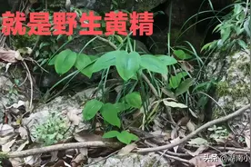 湖南首次发现野生黄精图片