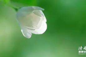 春天到了，分享旺自己的4种好心态（建议收藏）图片
