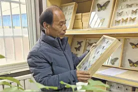 40多年，他为400多万棵树“体检治病”图片